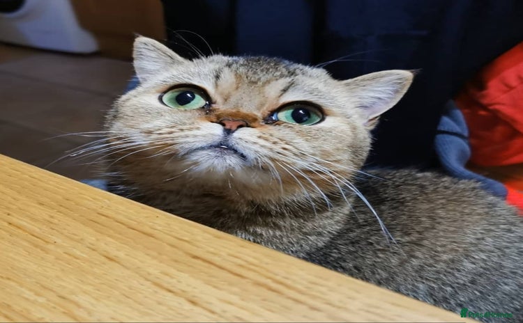 Scottish Fold cats in Brackley - Advert 11