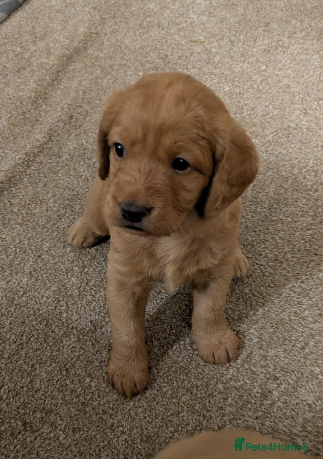 Labradoodle dogs for sale: F1 Miniature Labradoodles  - Advert 11