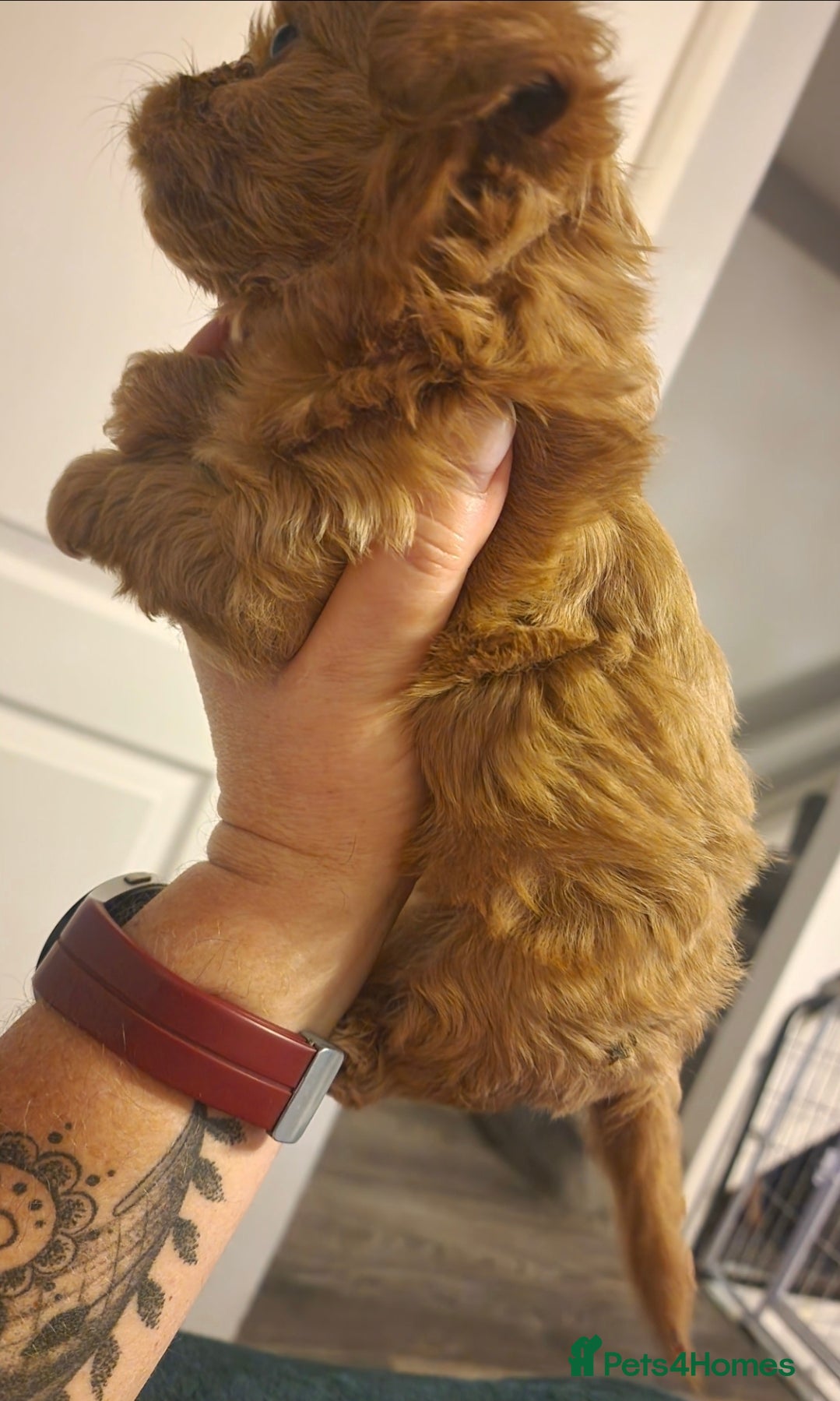 Chipoo dogs Asian chipoo  - Advert 2