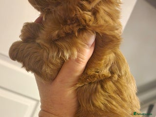 Chipoo dogs Asian chipoo - Advert 2