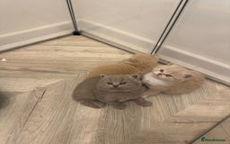 British Shorthair cats for sale:  🦁 Stunning Registered BSH /BLH Champion Lines 🦁 - Image 8