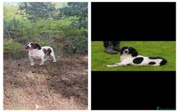 English Springer Spaniel dogs for sale: English springer spaniel working puppies  - Image 13