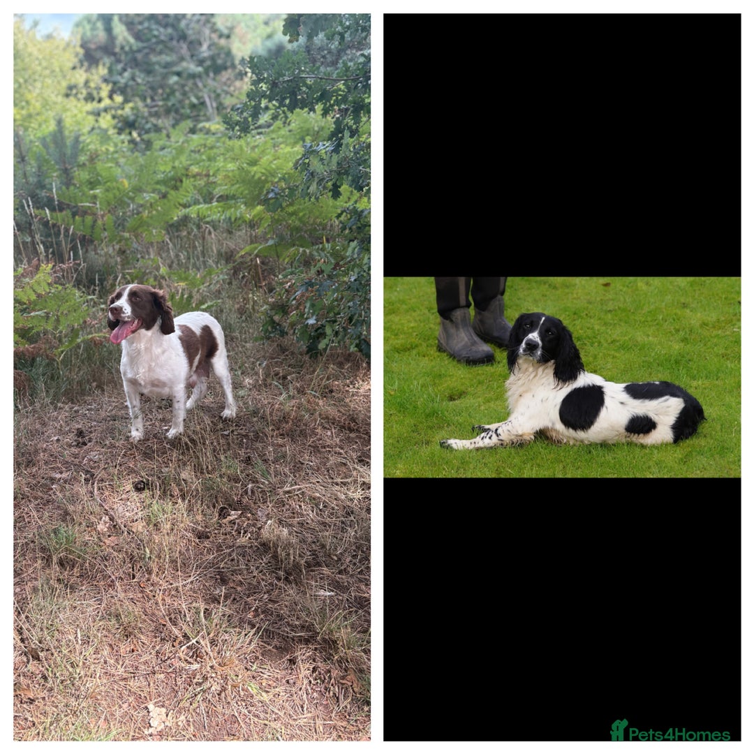 English Springer Spaniel dogs for sale: English springer spaniel working puppies  - Image 13