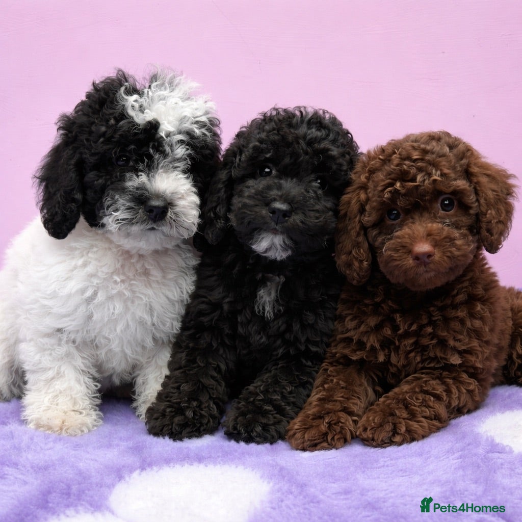 Cavapoo dogs Cavapoo puppies 🐶 READY NOW - Advert 1