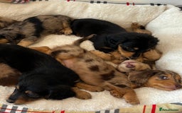 Dachshund dogs for sale: Dachshund long haired miniature - Image 6