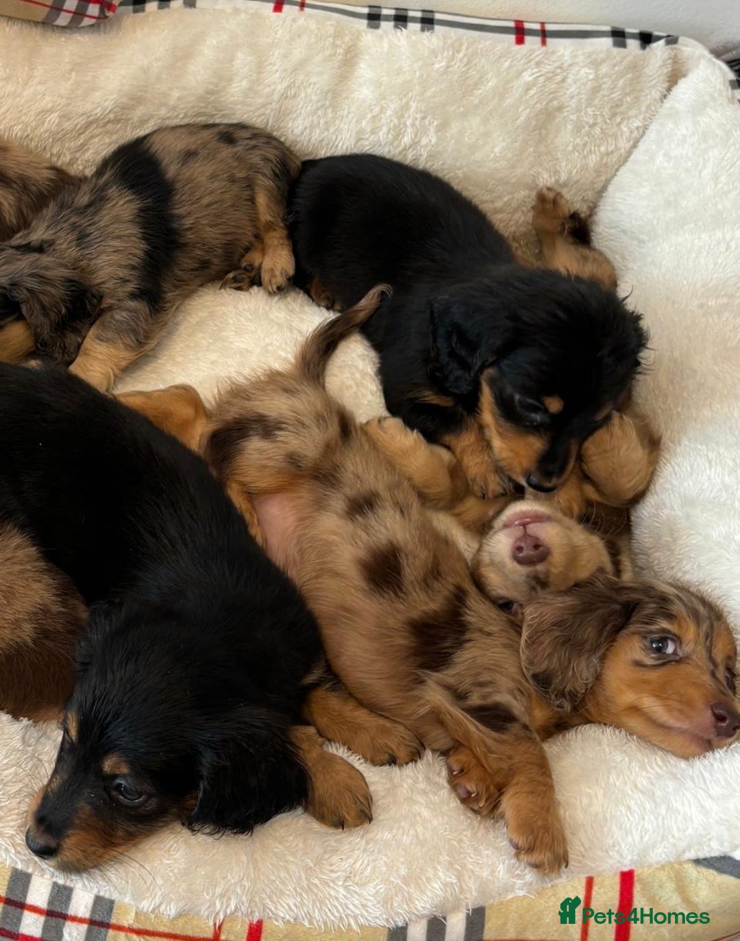 Dachshund dogs for sale: Dachshund long haired miniature - Image 6