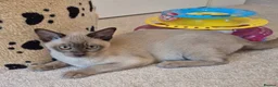 Burmese cats for sale: Purebred Burmese female 6mc, GCCF, TICA registered - Advert 7