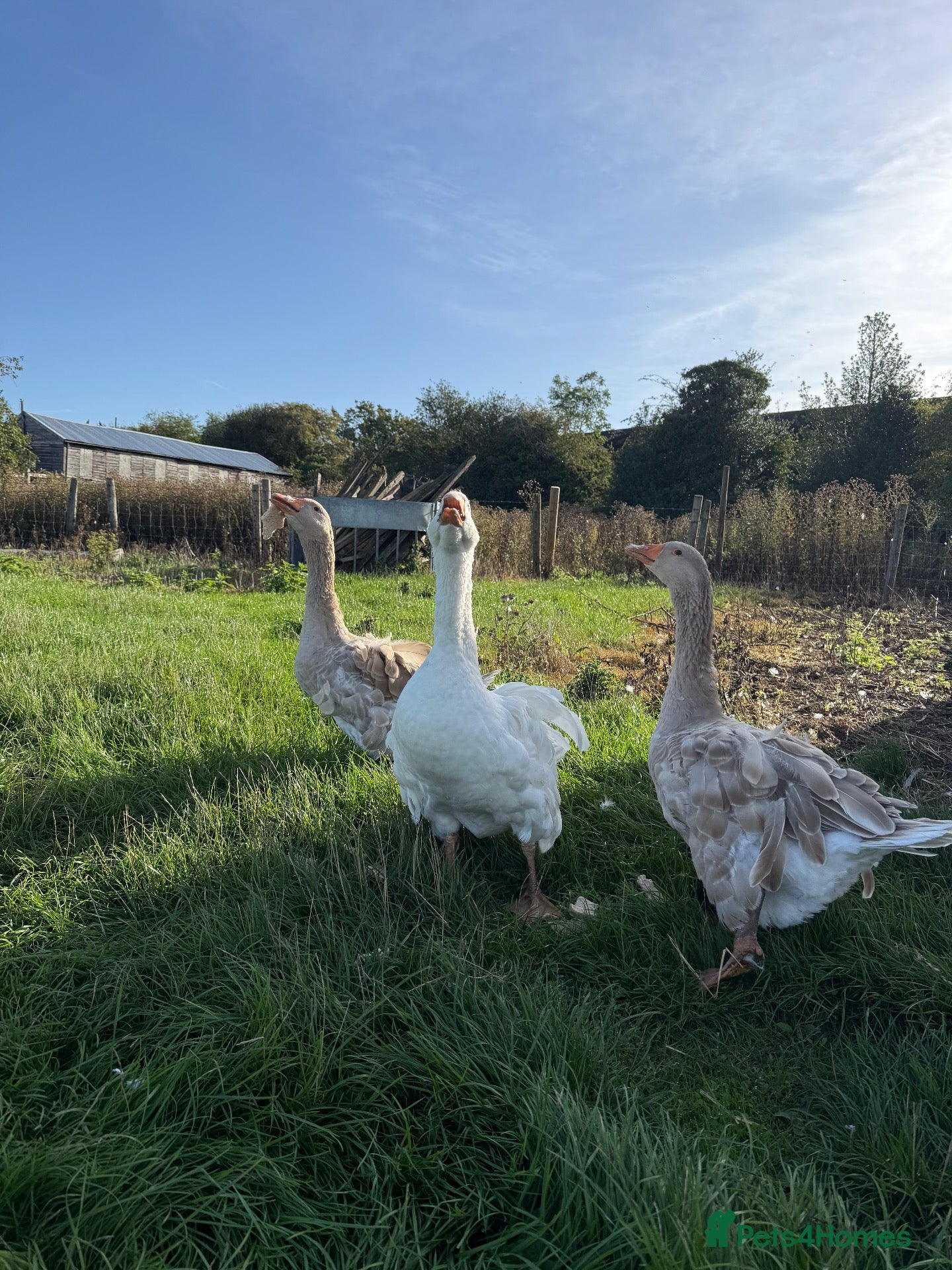 Geese poultry Trio of Geese - Advert 1