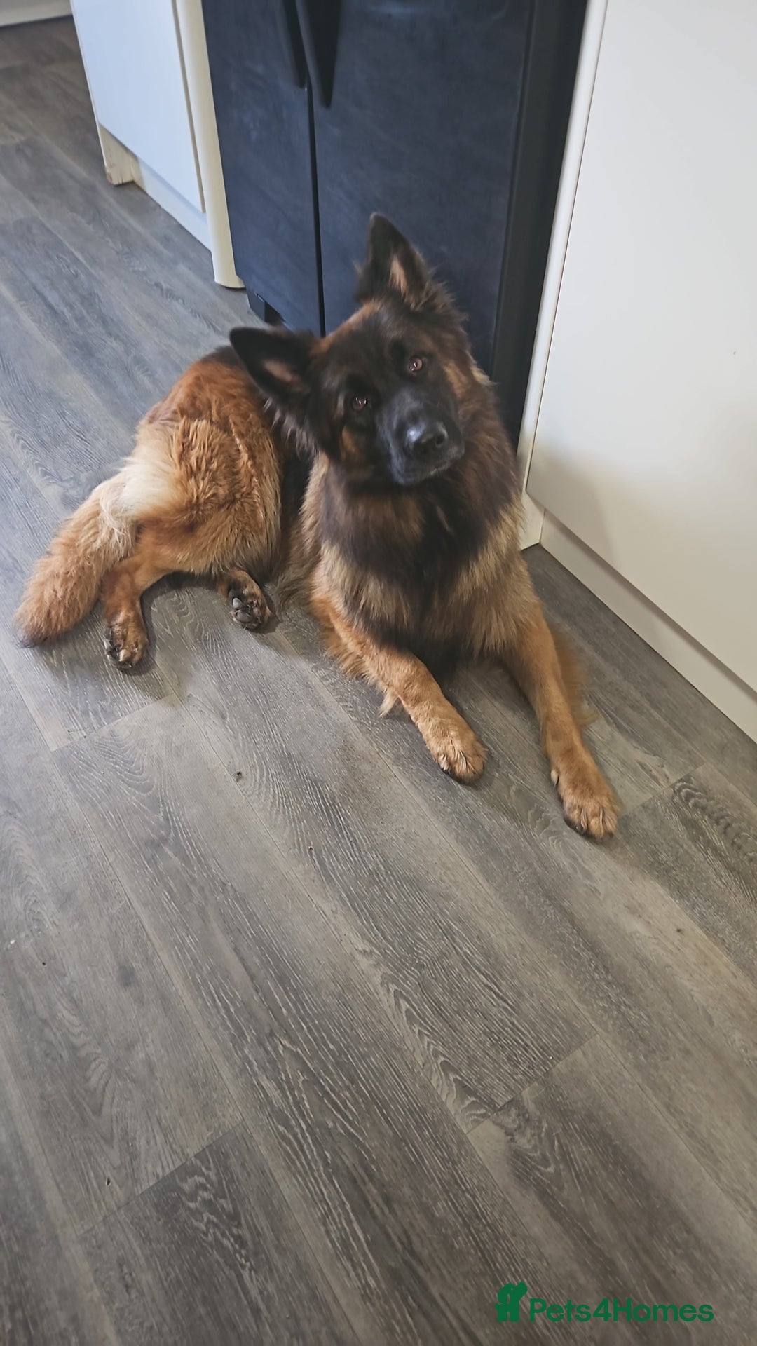 German Shepherd dogs for sale: GLENCONNER KC REGISTERED GERMAN SHEPHERD PUPS  - Image 11
