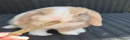Mini Lop rabbits for sale: Mini lop Rabbit - Advert 1