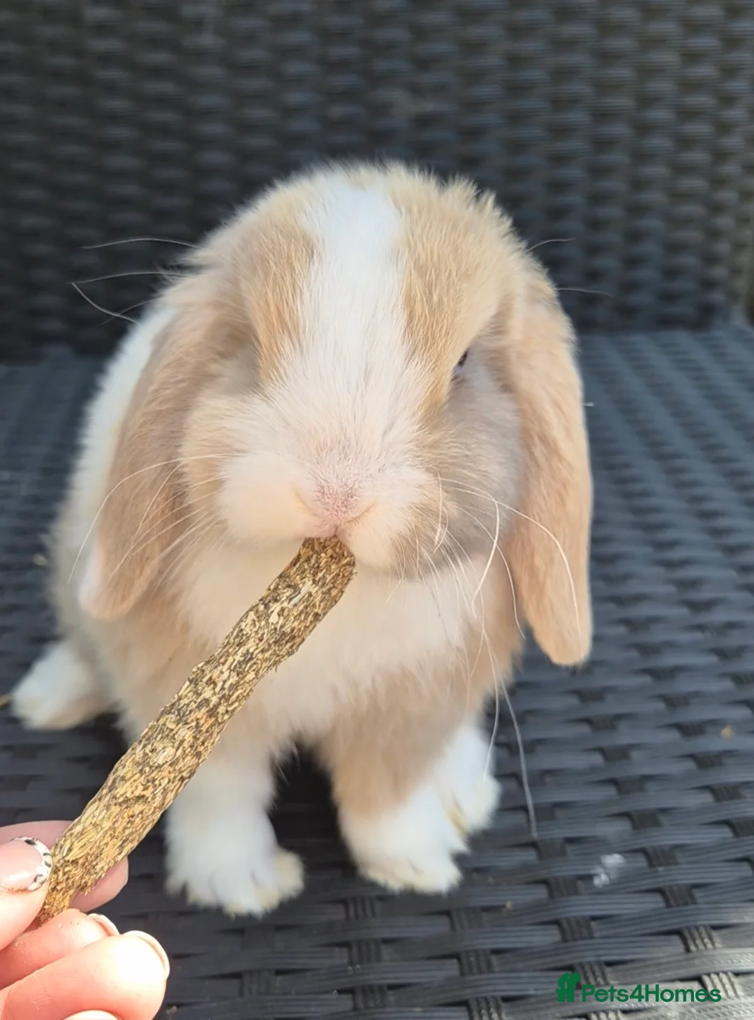 Mini Lop rabbits for sale: Mini lop Rabbit - Advert 1