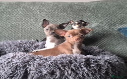 Chihuahua dogs for sale: ❤️Amazing Chihuahua Puppies - Image 7
