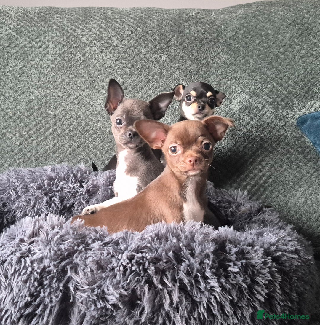 Chihuahua dogs for sale: ❤️Amazing Chihuahua Puppies - Image 7
