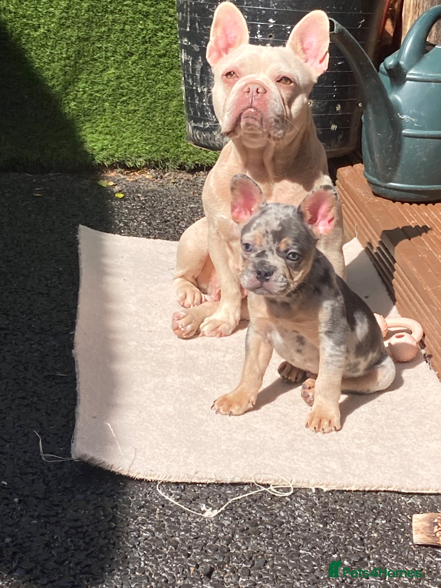 French Bulldog dogs French bulldog puppies  - Advert 7