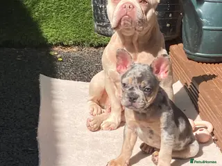 French Bulldog dogs French bulldog puppies - Advert 7