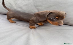 Miniature Dachshund dogs for sale: Miniature dachshunds - Image 18