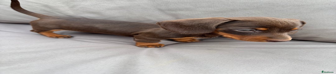 Miniature Dachshund Puppy 2