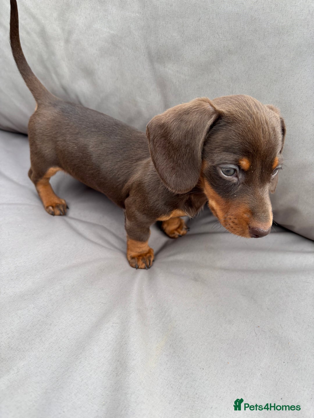 Miniature Dachshund dogs for sale: Miniature dachshunds - Image 18