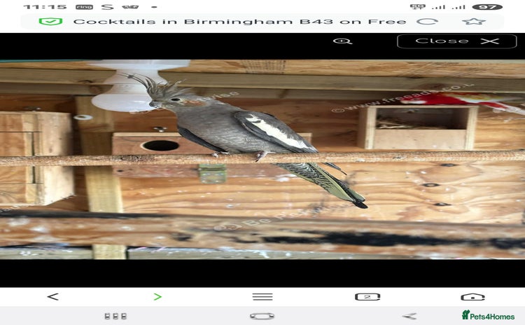 Cockatiels birds - Advert 1