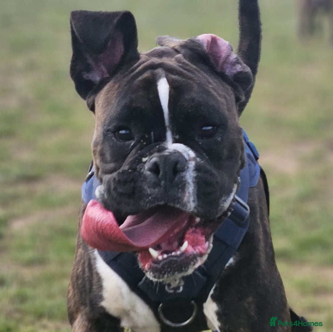 Boxer dogs for sale: 2 year old male boxer - Advert 3