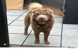 Shar Pei dogs for sale: 1 STUNNING GIRL LEFT PURE BRED  - Image 6