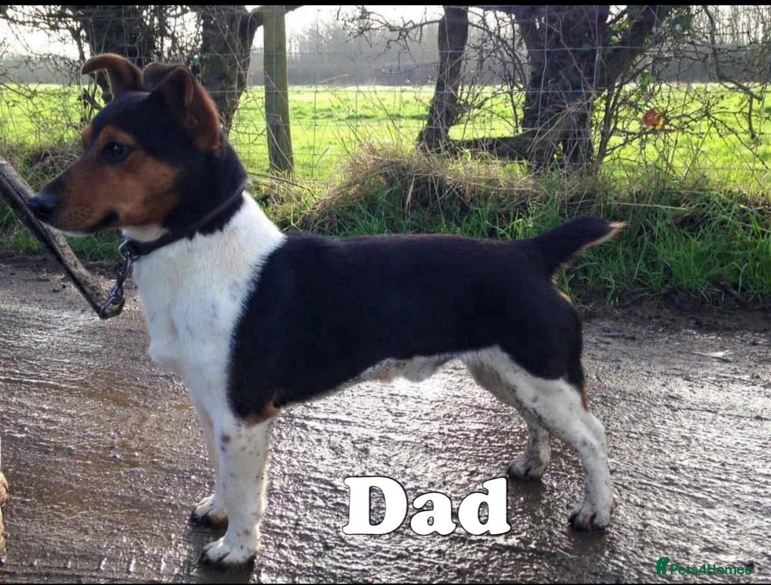 Jack Russell dogs for stud: Jack Russell Stud – Kings Lynn, Norfolk - Image 8