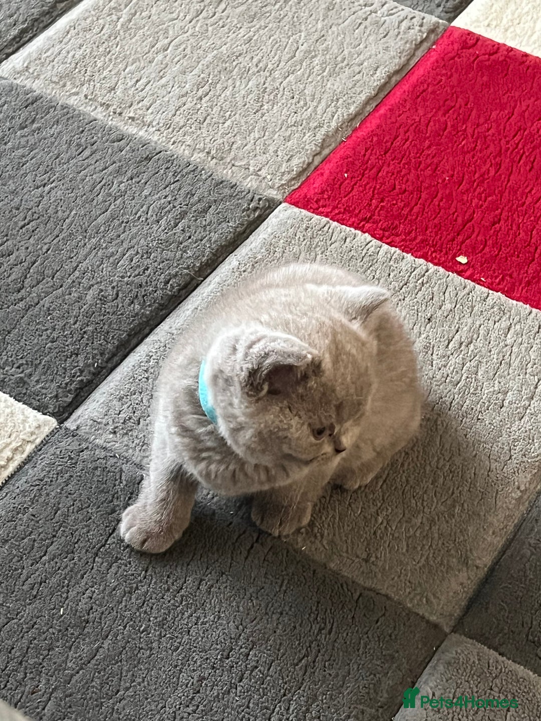 British Shorthair cats for sale: British Shorthair Kittens – Loving Homes Only 🐾 - Advert 5