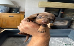 Miniature Dachshund dogs for sale: 🐾READY TO LEAVE NEXT WEEK🐾 - Image 11