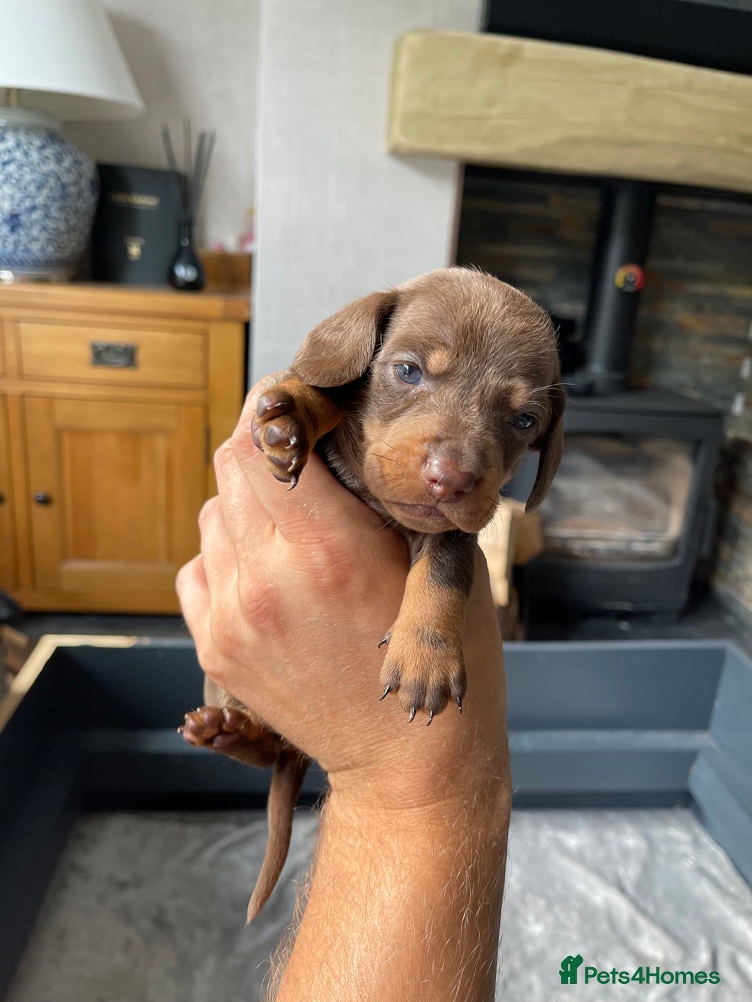 Miniature Dachshund dogs for sale: 🐾READY TO LEAVE NEXT WEEK🐾 - Image 11