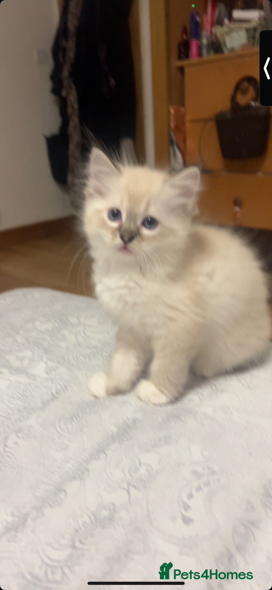 Ragdoll cats Stunning pure ragdoll kittens - Advert 2