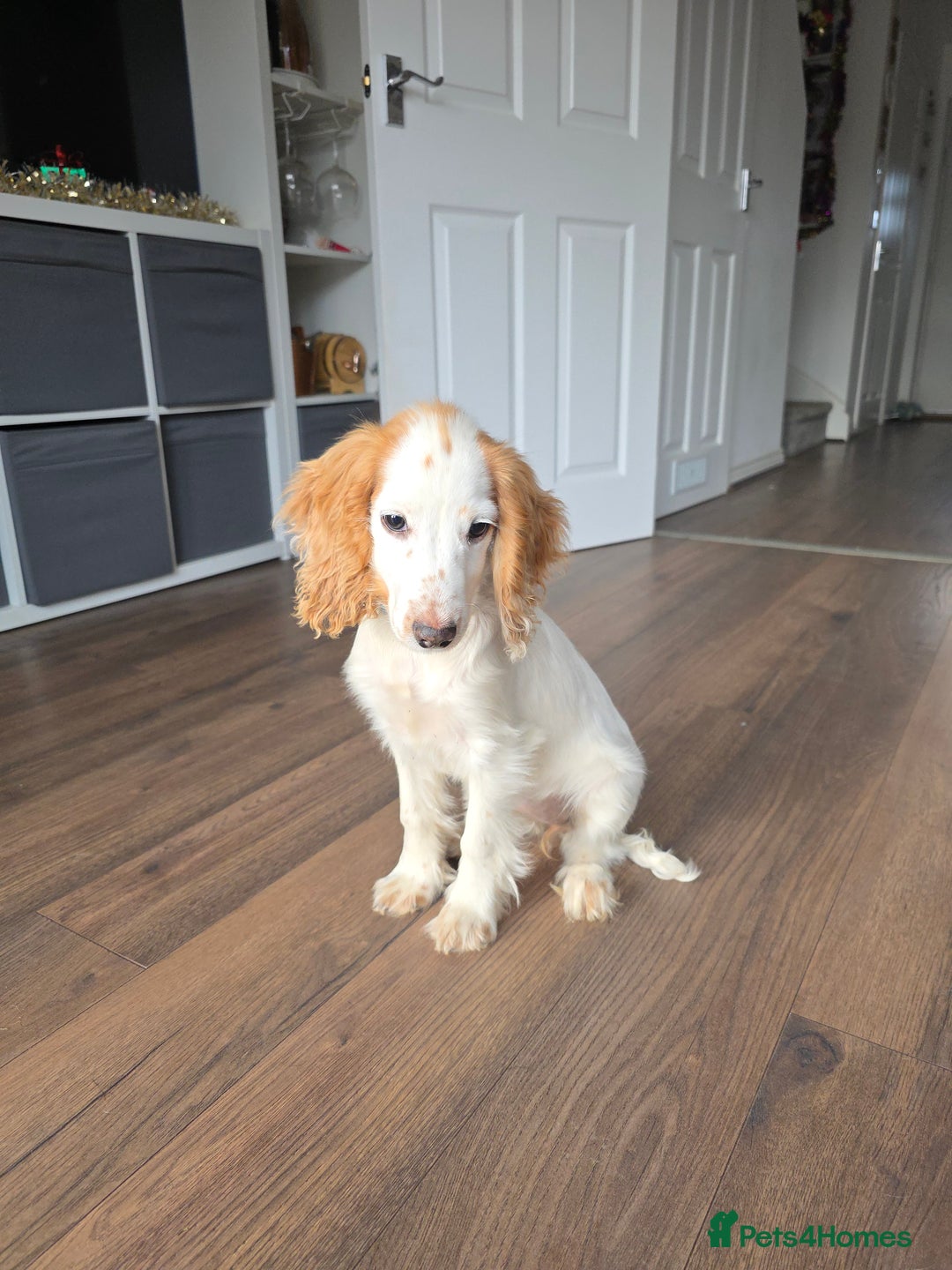 Cocker Spaniel dogs for sale: 18 week old cocker spaniel  please read advert - Advert 3