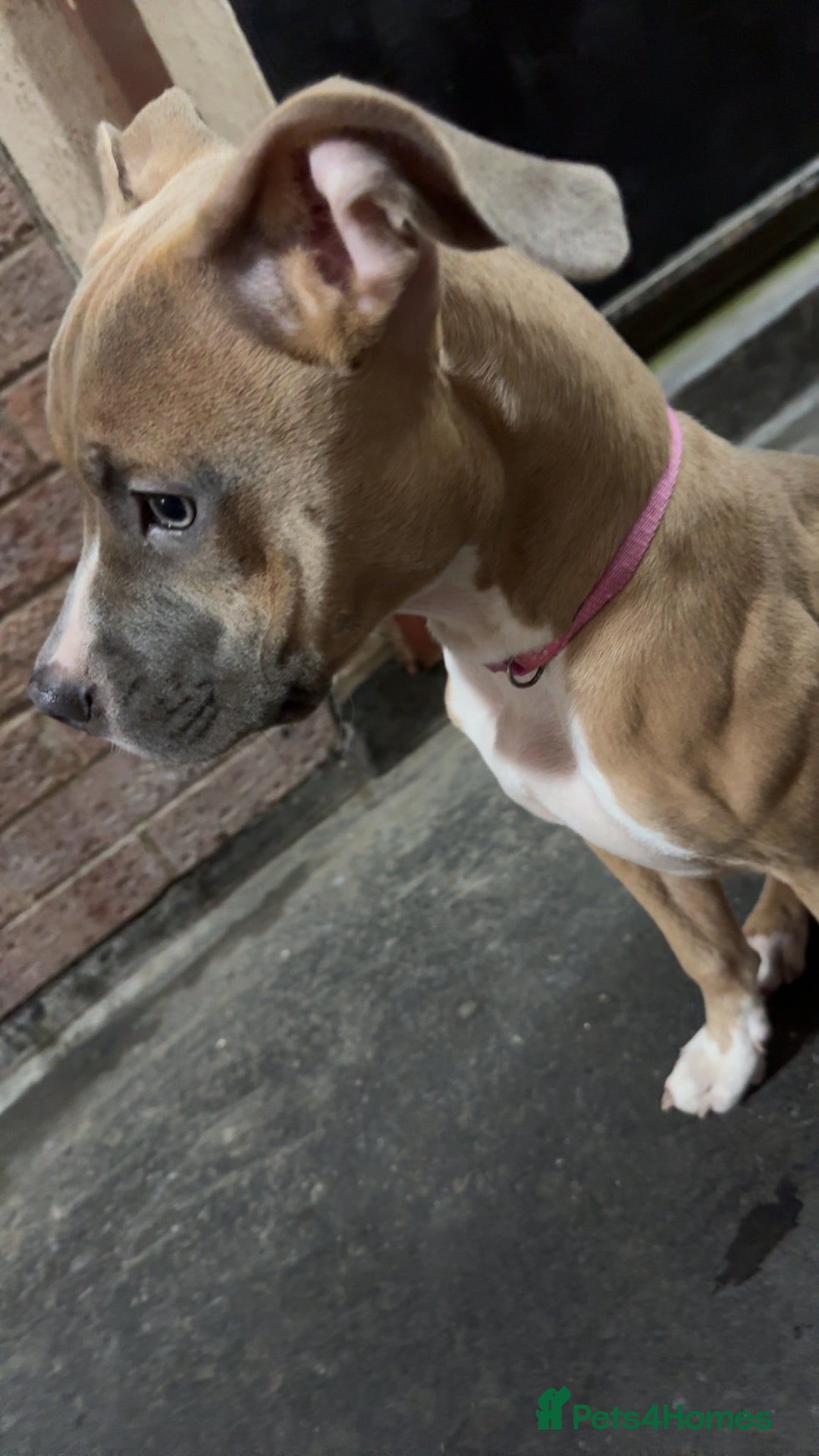 Mixed Breed dogs for sale: Angel - Staffordshire bull terrier cross boxer - Image 9