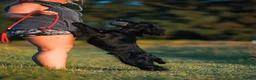 Cocker Spaniel dogs for sale: Fullyhealth tested red male working cocker spaniel in Kinross - Advert 22