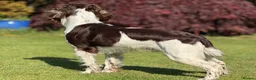 English Springer Spaniel dogs for stud: Exceptional English Springer Spaniel for stud. - Advert 5