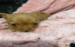 Chorkie dogs for sale: 1 beautiful little Chorkie girl - Advert 1