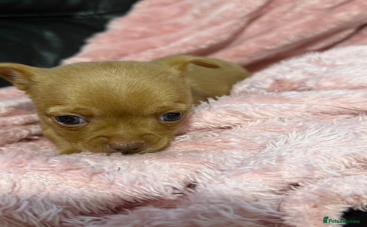 Chorkie dogs 1 beautiful little Chorkie girl - Advert 1