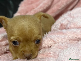 Chorkie dogs 1 beautiful little Chorkie girl - Advert 1