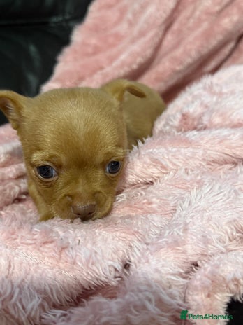 Chorkie dogs 1 beautiful little Chorkie girl - Advert 4