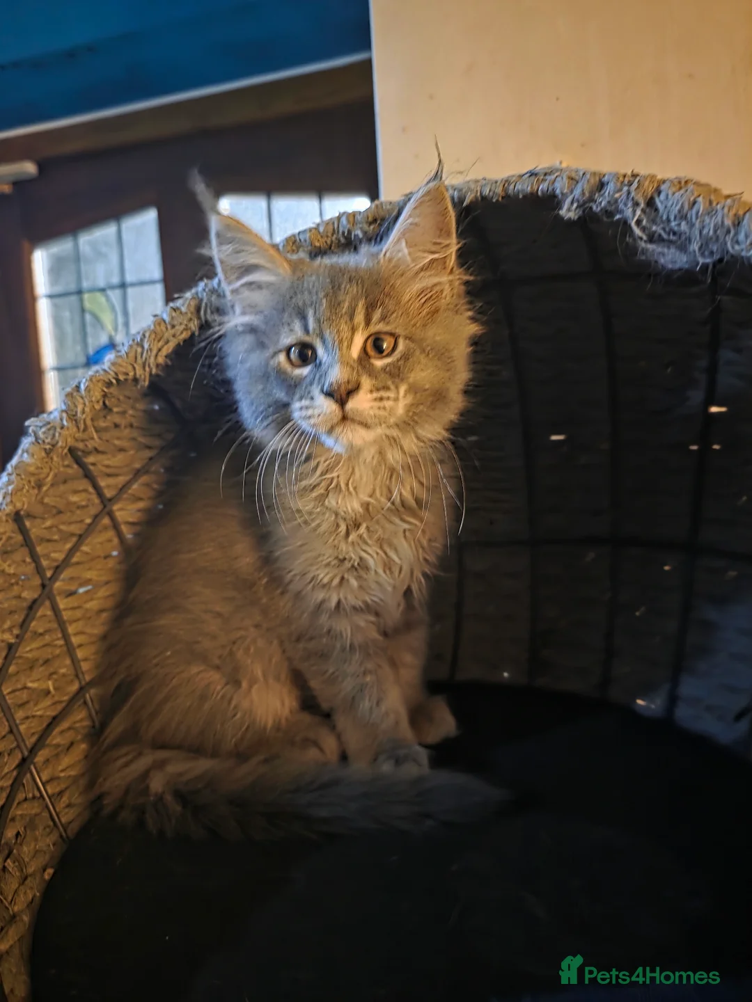 Maine Coon cats for sale: Beautiful Maine Coon Kittens 3 boys/ 2 girl  - Advert 8