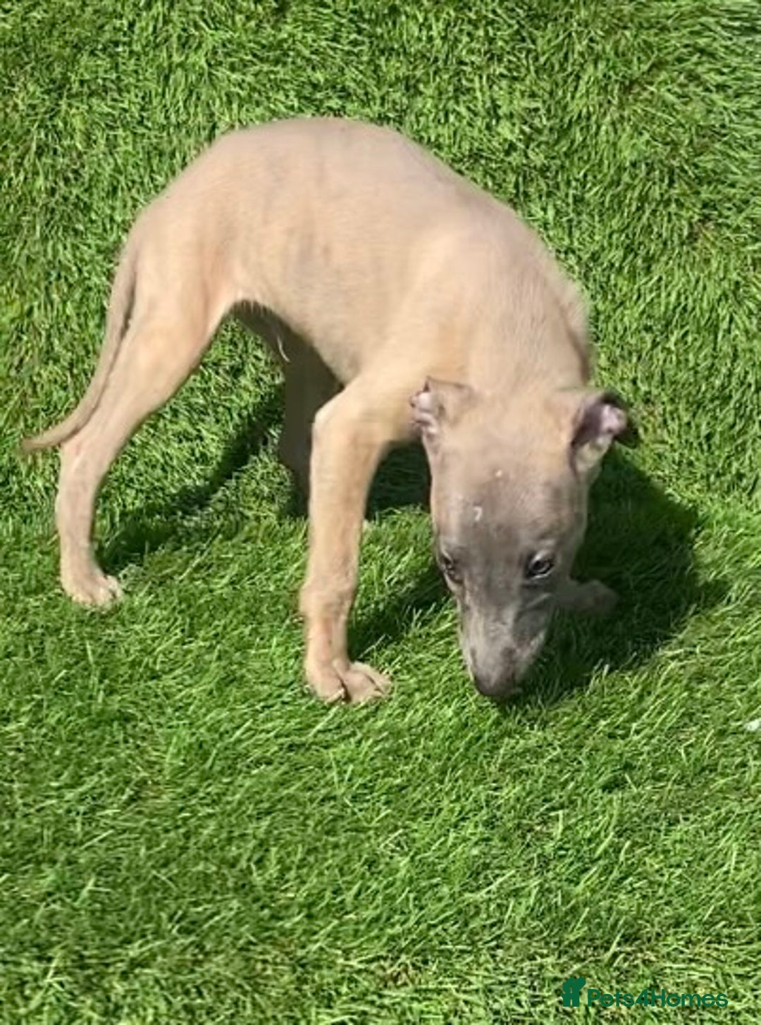 Whippet dogs for sale: Kc whippet pups  - Image 34