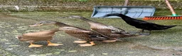 Ducks poultry for sale: Flock of young runner ducks - Advert 8