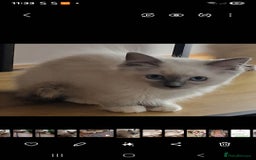 Ragdoll cats for sale: 🌟 Stunning  Pedigree Ragdoll Kittens 🌟 - Image 16