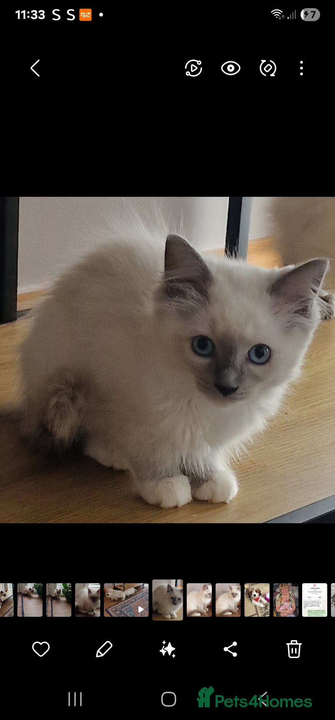 Ragdoll cats for sale: 🌟 Stunning  Pedigree Ragdoll Kittens 🌟 - Image 16