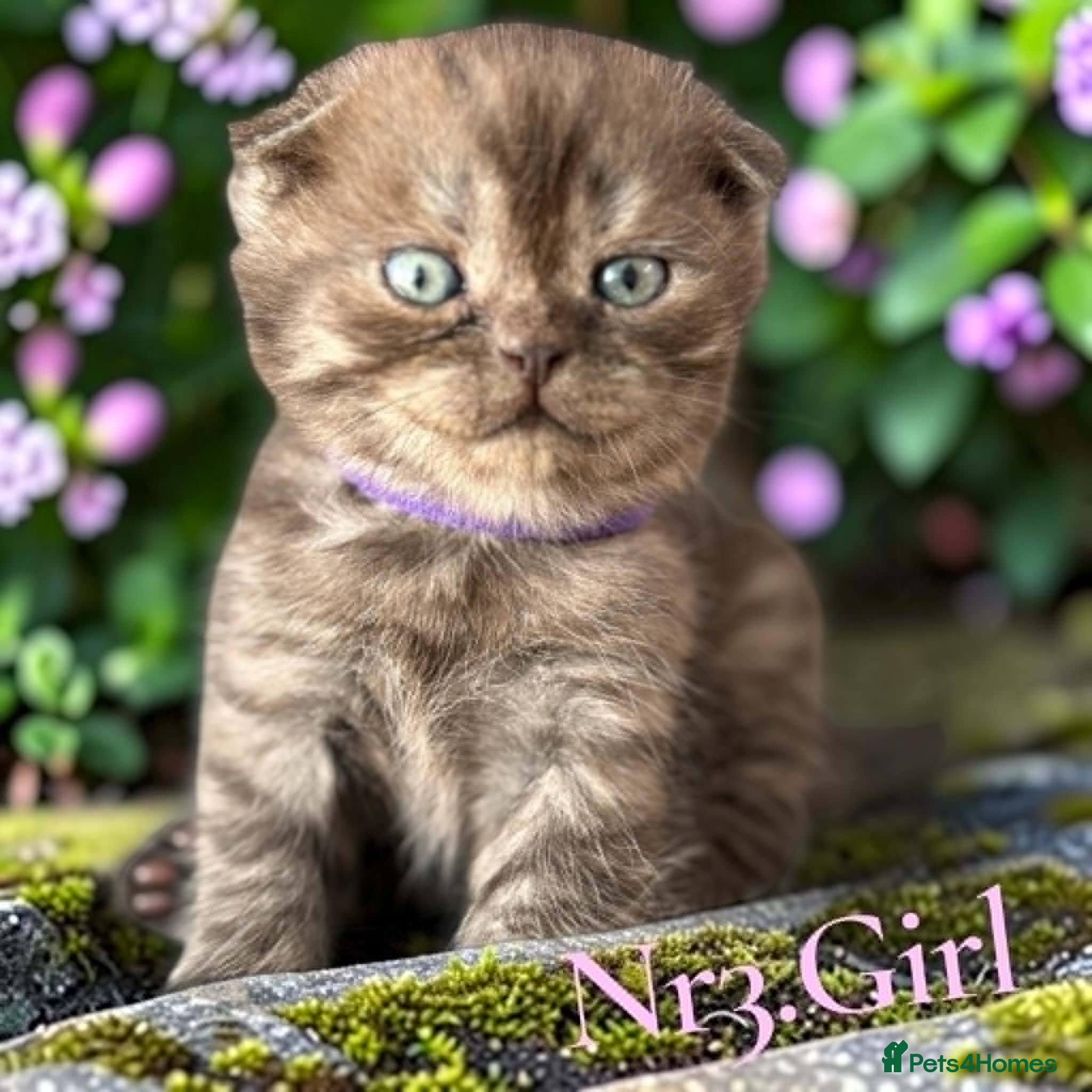 Scottish Fold cats for sale: 6 Pedigree Scottish Fold and Straight Kittens - Advert 12