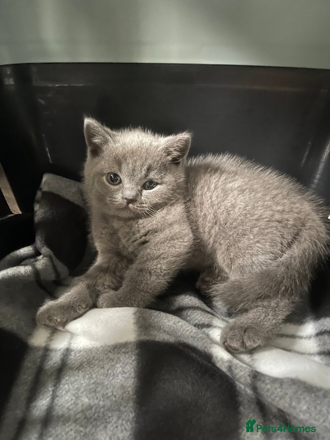 British Shorthair cats for sale: 8 week old British shorthair  - Image 4
