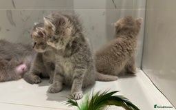 Scottish Fold cats for sale: Pedigree Scottish fold and straight kittens - Image 8