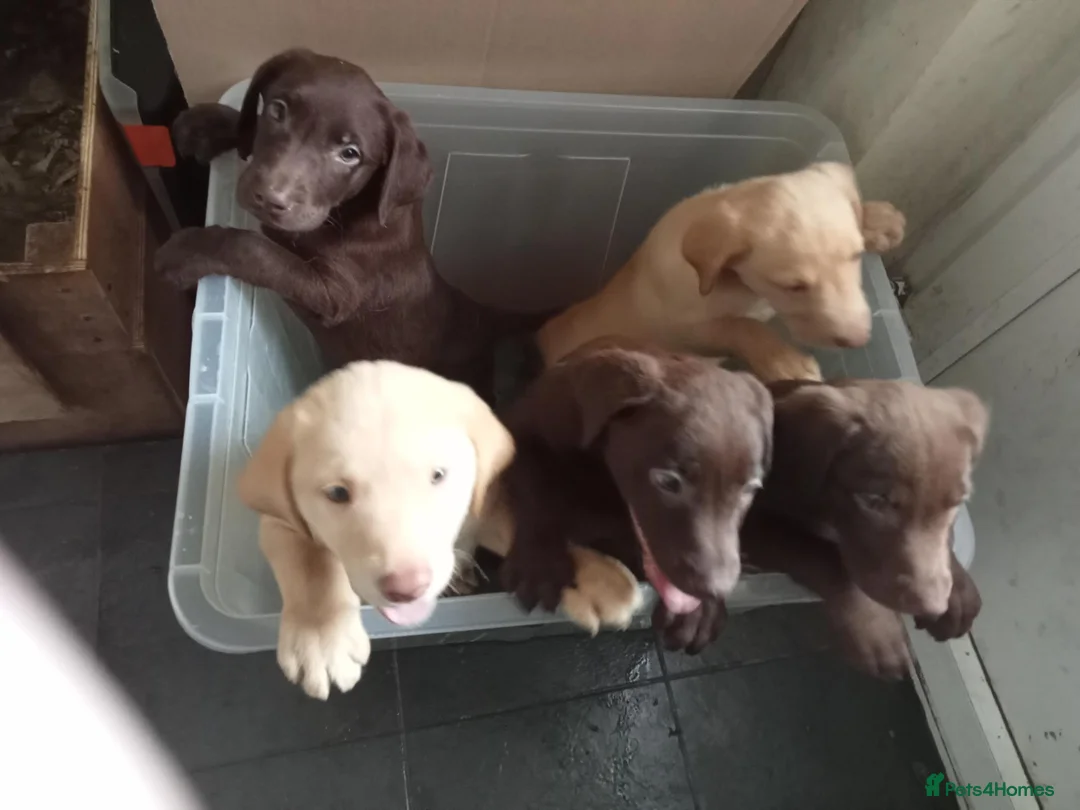 Labrador Retriever dogs for sale: 5 Pedigree Labrador Puppies in Alton - Advert 4