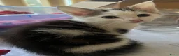 Mixed Breed cats for sale: 6 Lovely kittens for sale  - Advert 16