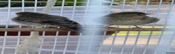Finches birds for sale: Mules  in Hemel Hempstead - Advert 6