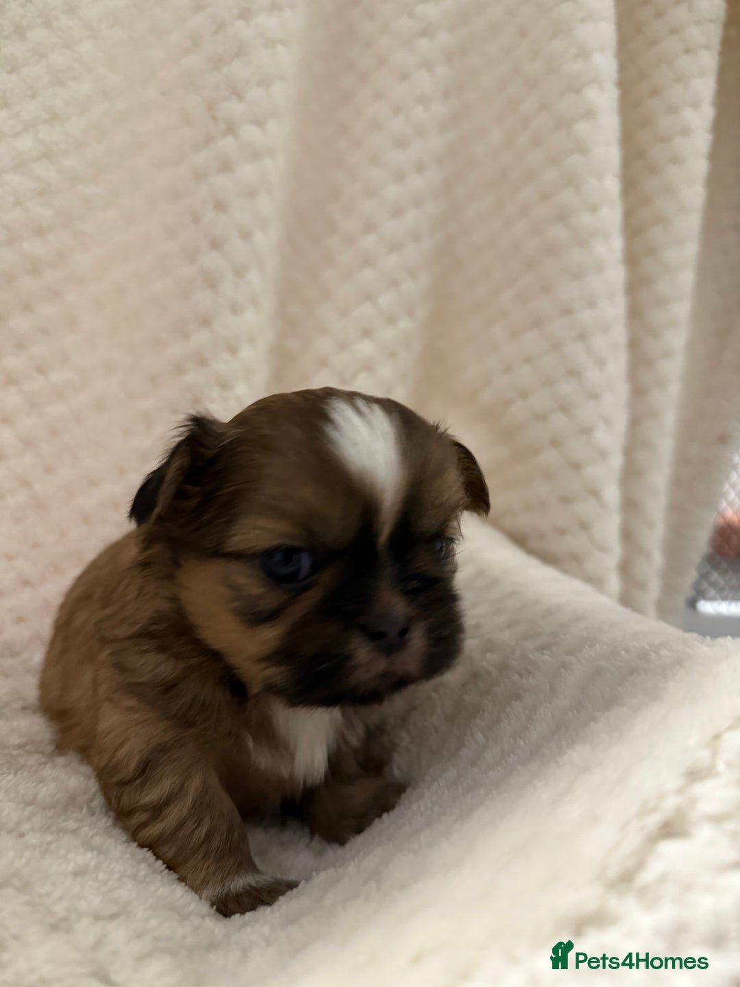 Shih Tzu dogs for sale: Shih tzu puppies  - Advert 6